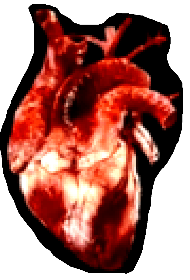 Heart